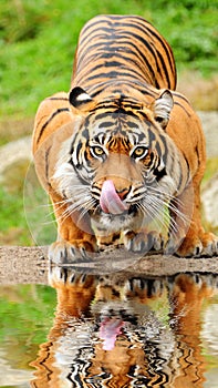 Tiger drinking water