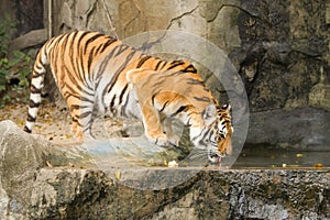 Tiger Drinking Water