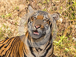 Tiger staring at Jungle safari jeep Bandipur National Park or Bandipur Tiger Reserve