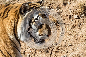 Tiger in a dry environment