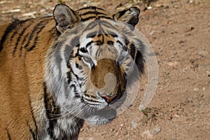 Tiger in a dry environment