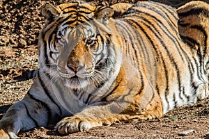 Tiger in a dry environment