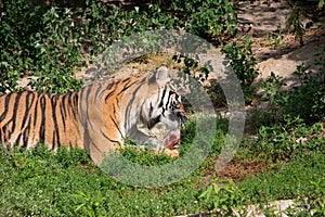 tiger eating carcass on grassy area near bushes and grass