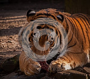 Tiger eating his meat