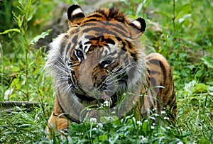 Tiger eating meat