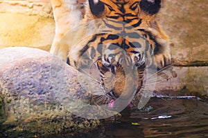 Tiger is eating water