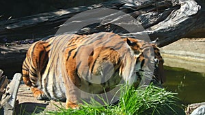 The tiger eats grass. Avitaminosis in animals. Wild nature. Natural habitat of tigers. Wild cat - tiger.