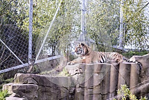 Tiger in an Enclosure