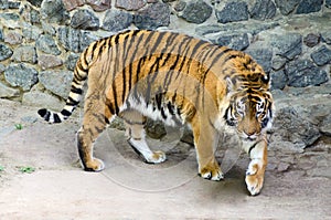 Tiger in the enclosure zoo