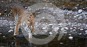 Tiger entering the water