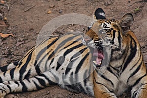 Tiger expressions