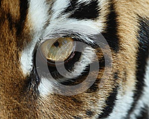 Tiger eye photo