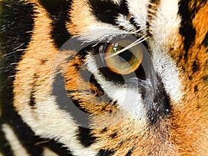 Tiger eye