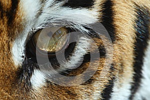 Tiger eye