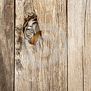 Tiger eye in wooden hole