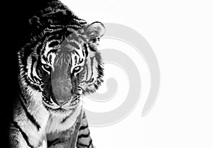 Tiger eyes black and white