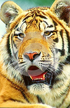 Tiger face.