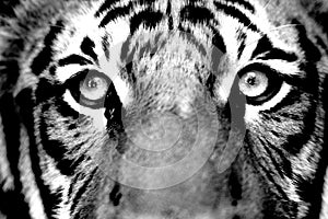 Tiger Face