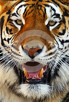 Tiger Face