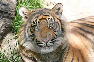 Tiger Face