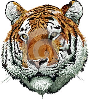 Tiger face color. vector Illustrations