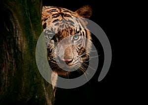 Tiger face eyes looking for hunting against black background