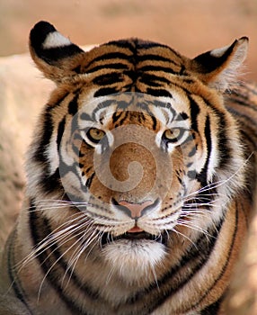 Tiger Face with Mouth Slightly Open photo