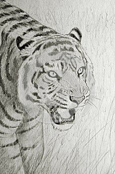Tiger face portrait