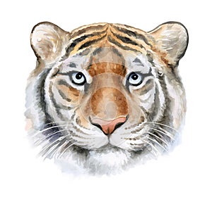 Tiger face, portrite. muzzle illustration isolated on white background. Watercolor