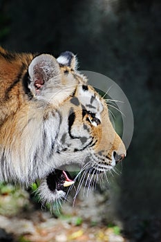 Tiger face in profile. Wild beast, animal