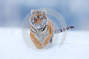 Tiger face running in snow. Amur tiger in wild winter nature. Action wildlife scene, dangerous animal. Cold winter in taiga, Russi