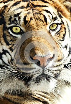 Tiger Face - striking eyes