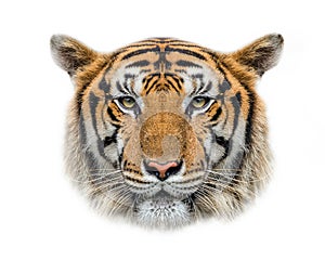 Tiger face on white background.