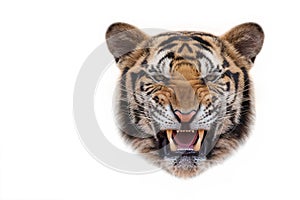 Tiger face on white background.