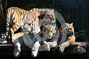 Tiger family