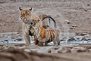 Tiger family in a beautiful light in the nature habitat of Ranthambhore National Park