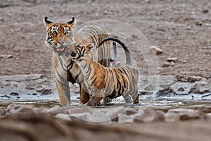 Tiger family in a beautiful light in the nature habitat of Ranthambhore National Park photo