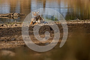 Tiger female in a beautiful light in the nature habitat of Ranthambhore National Park