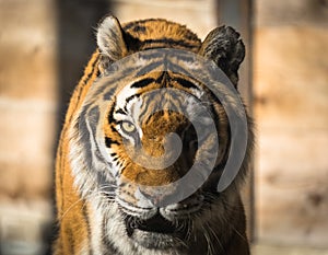 Tiger female head, close up