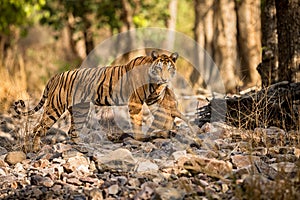 Tiger female after hunt in a beautiful light in the nature habitat of Ranthambhore National Park
