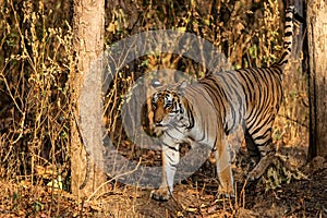 Tiger female in Kanha National Park in India photo