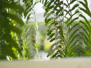 Tiger fern, LOMARIOPSIDACEAE, Nephrolepis sp. cultivar Planted in ornamental plants by garden, hanging potted plants. Nephrolepis