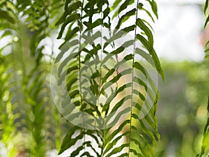 Tiger fern, LOMARIOPSIDACEAE, Nephrolepis sp. cultivar Planted in ornamental plants by garden, hanging potted plants. Nephrolepis