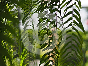 Tiger fern, LOMARIOPSIDACEAE, Nephrolepis sp. cultivar Planted in ornamental plants by garden, hanging potted plants. Nephrolepis