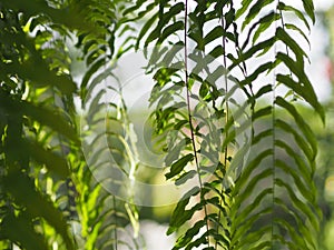 Tiger fern, LOMARIOPSIDACEAE, Nephrolepis sp. cultivar Planted in ornamental plants by garden, hanging potted plants. Nephrolepis