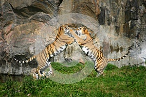 Tiger fight