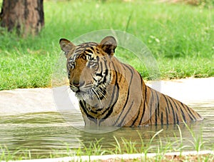 Tiger fighting hot summers photo