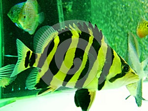 Tiger fish in the aquarium