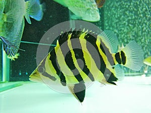 Tiger fish in the aquarium