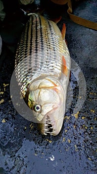 Tiger fish caught on the Zambezi